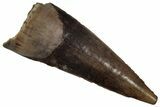 Serrated, Fossil Theropod (Richardoestesia) Tooth - Montana #350565-1